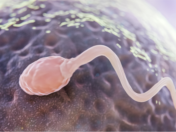 Quando procurar um especialista em reprodução humana - Dra Mila Cerqueira - ginecologista Florianópolis