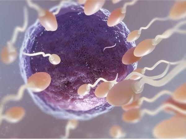 atitudes para aumentar a fertilidade feminina - dra Mila cerqueira - Ginecologista Florianópolis