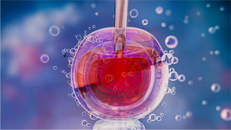 fertilização in vitro - Dra Mila Cerqueira - Ginecologista Florianópolis