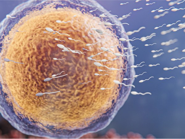 A fertilização in vitro irá funcionar se você tiver endometriose? - Dra Mila Cerqueira - ginecologista florianópolis