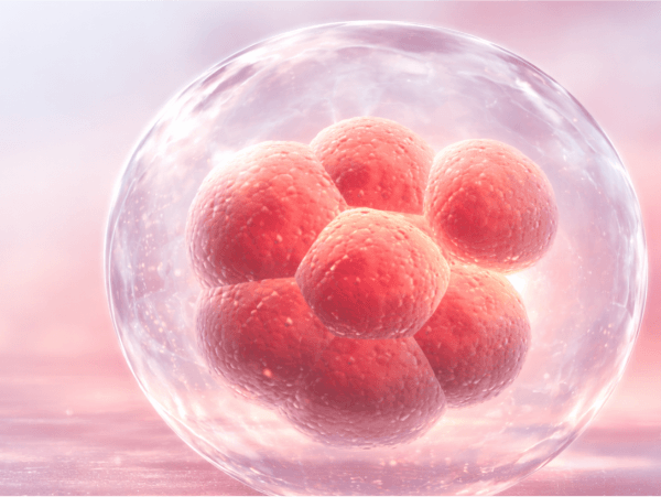 O que eu posso ou não fazer após a transferência embrionária? - Dra mila Cerqueira - especialista em reprodução assistida florianópolis