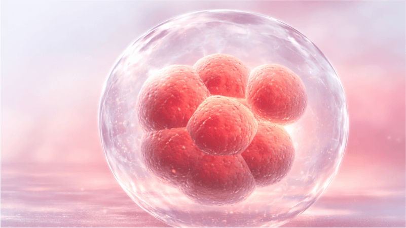 O que eu posso ou não fazer após a transferência embrionária? - Dra mila Cerqueira - especialista em reprodução assistida florianópolis