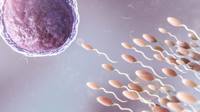 O que você precisa saber sobre a saúde dos espermatozóides? - Dra. Mila Cerqueira - Ginecologista - Florianopolis